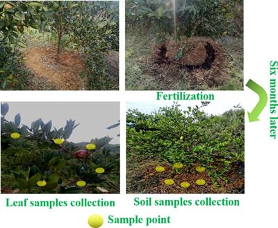 Effects of tea oil camellia (Camellia oleifera Abel.) shell-based organic fertilizers on the physicochemical property and microbial community structure of the rhizosphere soil